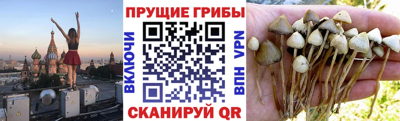 Галлюциногенные грибы Cubensis Новотитаровская